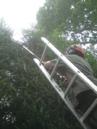 Townscape Hedge cutting works 